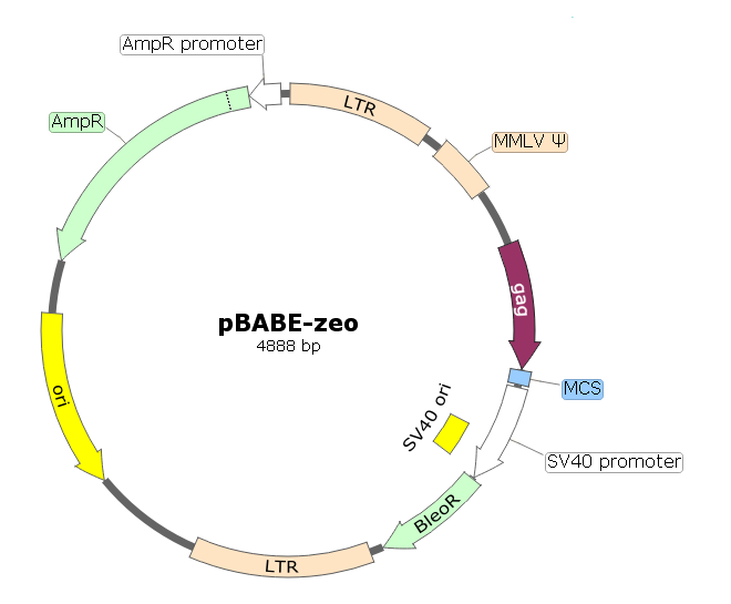 pBABE-zeo载体图谱